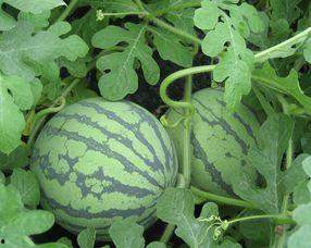 孕妇可以吃地雷瓜,地雷瓜，孕妇的滋补佳品